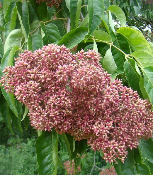 Evodia daniellii